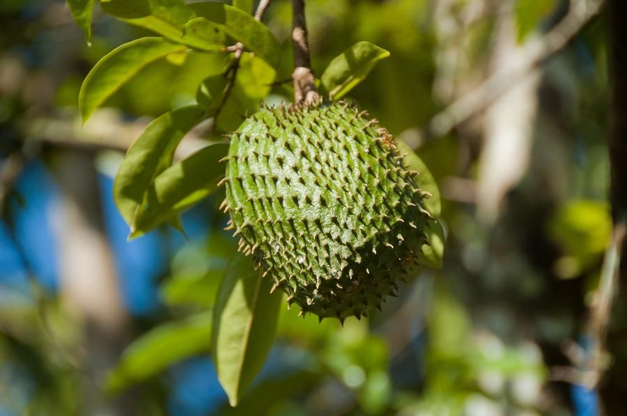 Soursop in dried leaves