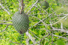 Load image into Gallery viewer, Soursop in dried leaves

